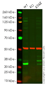 Western blot - Anti-FHL2 antibody [EPR17860-20] - BSA and Azide free (AB251378)