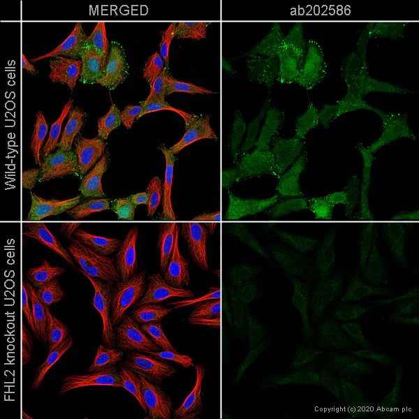 Immunocytochemistry/ Immunofluorescence - Anti-FHL2 antibody [EPR17860-23] (AB202586)