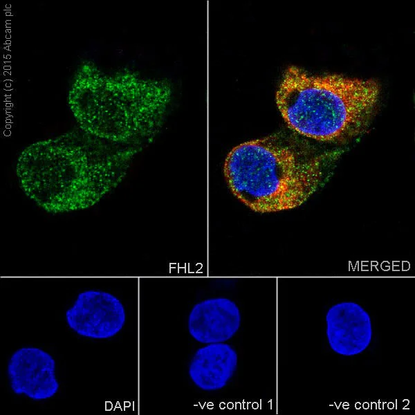 Immunocytochemistry/ Immunofluorescence - Anti-FHL2 antibody [EPR17860-23] (AB202586)