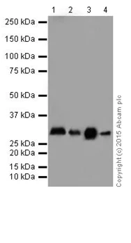Western blot - Anti-FHL2 antibody [EPR17860-23] (AB202586)