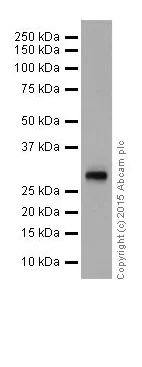 Western blot - Anti-FHL2 antibody [EPR17860-23] (AB202586)