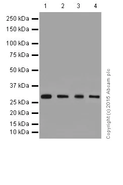 Western blot - Anti-FHL2 antibody [EPR17860-23] (AB202586)