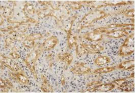 Immunohistochemistry (Formalin/PFA-fixed paraffin-embedded sections) - Anti-FHOD1 antibody (AB73443)