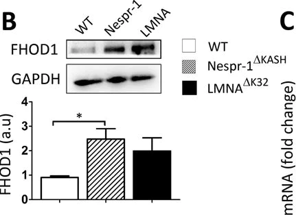 Western blot - Anti-FHOD1 antibody (AB73443)