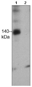 Western blot - Anti-FHOD1 (phospho T1141) antibody (AB157589)