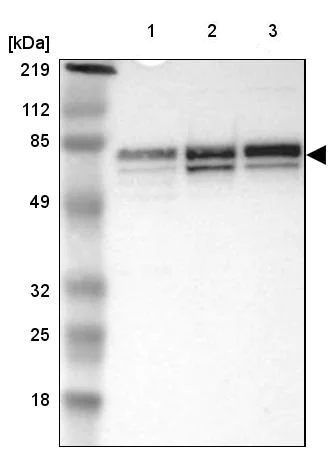 Western blot - Anti-FIAT antibody (AB224215)