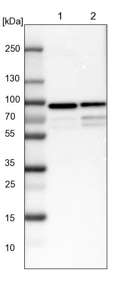 Western blot - Anti-FIAT antibody (AB224215)