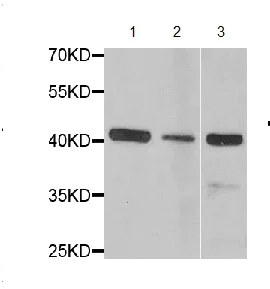Western blot - Anti-FIBP antibody (AB194793)