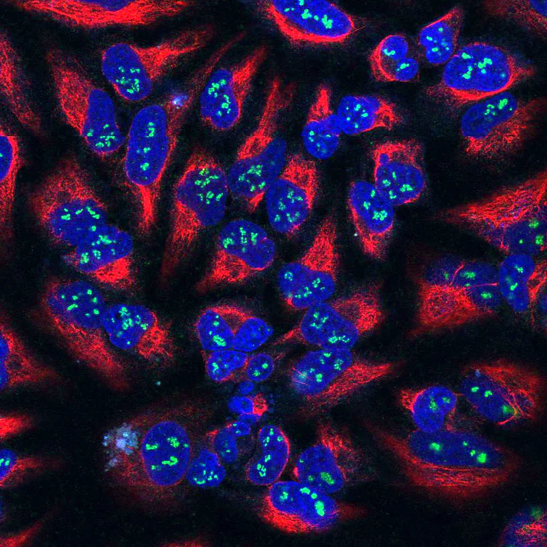 Immunocytochemistry/ Immunofluorescence - Anti-Fibrillarin antibody [38F3] - Nucleolar Marker (AB4566)