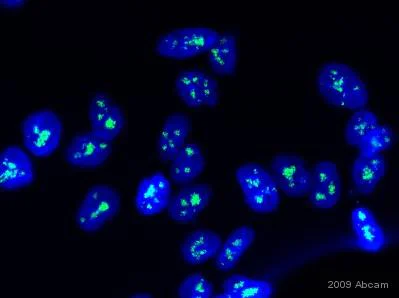 Immunocytochemistry/ Immunofluorescence - Anti-Fibrillarin antibody [38F3] - Nucleolar Marker (AB4566)