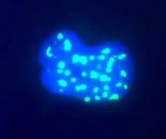 Immunocytochemistry/ Immunofluorescence - Anti-Fibrillarin antibody [38F3] - Nucleolar Marker (AB4566)