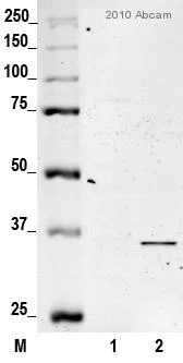 Western blot - Anti-Fibrillarin antibody [38F3] - Nucleolar Marker (AB4566)