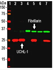 Western blot - Anti-Fibrillarin antibody [4A4] (AB218846)
