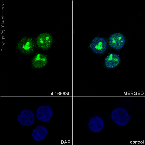 Immunocytochemistry/ Immunofluorescence - Anti-Fibrillarin antibody [EPR10823(B)] - Nucleolar Marker (AB166630), expandable thumbnail