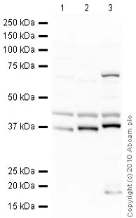 Western blot - Anti-Fibrillarin antibody - Nucleolar Marker (AB5821)