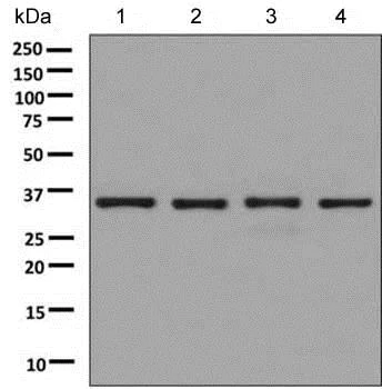 Western blot - Anti-Fibrillarin + Fibrillarin-like protein 1 antibody [EPR10822(B)] - BSA and Azide free (AB249113)