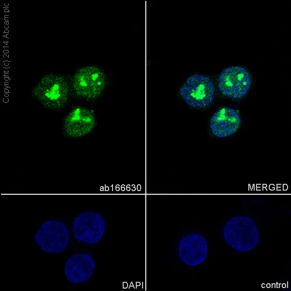 Immunocytochemistry/ Immunofluorescence - Anti-Fibrillarin+Fibrillarin-like protein 1 antibody [EPR10823(B)] - BSA and Azide free (AB240147)