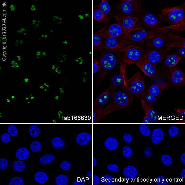 Immunocytochemistry/ Immunofluorescence - Anti-Fibrillarin+Fibrillarin-like protein 1 antibody [EPR10823(B)] - Nucleolar Marker (AB166630)