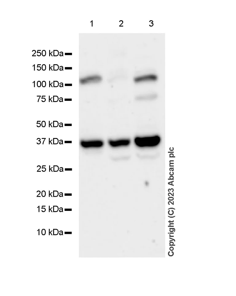 Western blot - Anti-Fibrillarin+Fibrillarin-like protein 1 antibody [EPR10823(B)] - Nucleolar Marker (AB166630)
