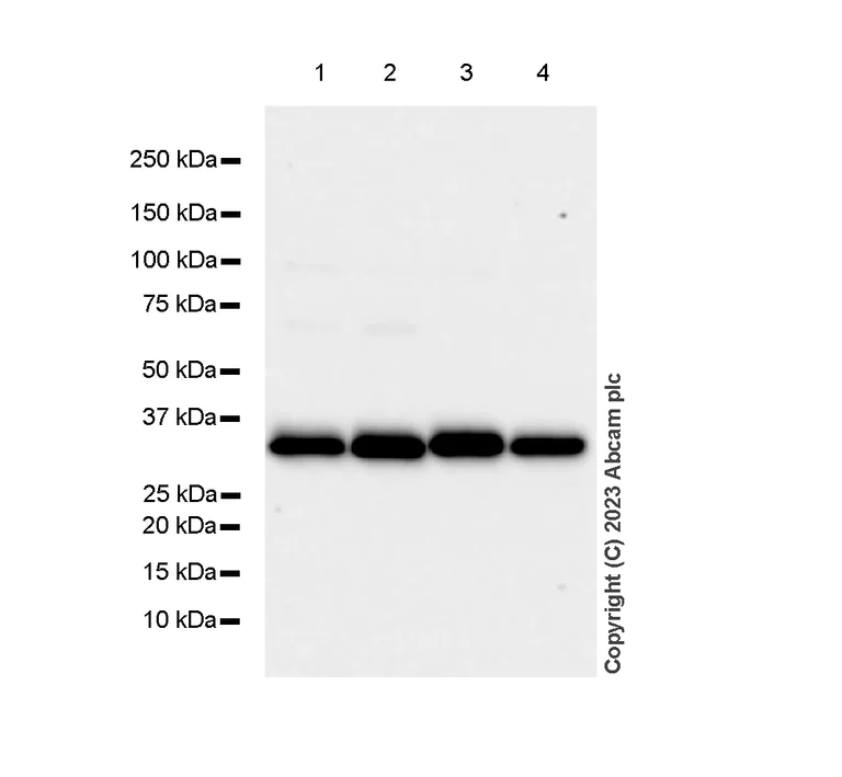 Western blot - Anti-Fibrillarin+Fibrillarin-like protein 1 antibody [EPR10823(B)] - Nucleolar Marker (AB166630)