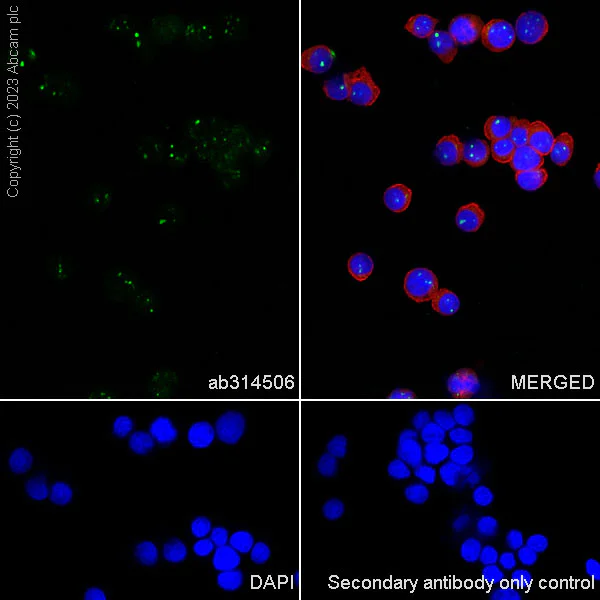 Immunocytochemistry/ Immunofluorescence - Anti-Fibrillarin+Fibrillarin-like protein 1 antibody [RM1082] (AB314506)