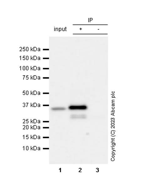 Immunoprecipitation - Anti-Fibrillarin+Fibrillarin-like protein 1 antibody [RM1082] (AB314506)