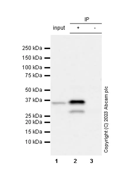 Immunoprecipitation - Anti-Fibrillarin+Fibrillarin-like protein 1 antibody [RM1082] (AB314506)