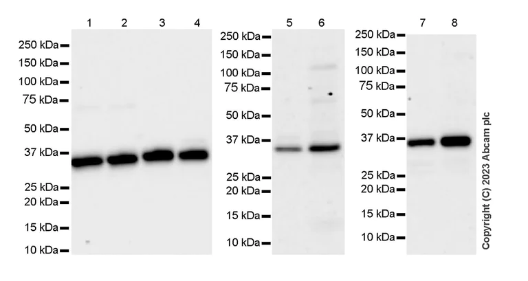 Western blot - Anti-Fibrillarin+Fibrillarin-like protein 1 antibody [RM1082] (AB314506)
