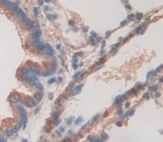 Immunohistochemistry (Formalin/PFA-fixed paraffin-embedded sections) - Anti-Fibrillin 1 antibody (AB231094)