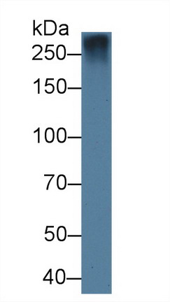 Western blot - Anti-Fibrillin 1 antibody (AB231094), expandable thumbnail