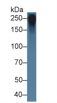 Western blot - Anti-Fibrillin 1 antibody (AB231094), expandable thumbnail