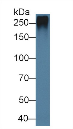 Western blot - Anti-Fibrillin 1 antibody (AB231094), expandable thumbnail