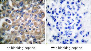 Immunohistochemistry (Formalin/PFA-fixed paraffin-embedded sections) - Anti-Fibrillin 1 antibody (AB53076)