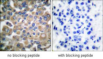 Immunohistochemistry (Formalin/PFA-fixed paraffin-embedded sections) - Anti-Fibrillin 1 antibody (AB53076)