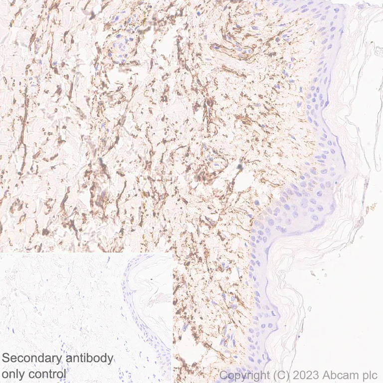 Immunohistochemistry (Formalin/PFA-fixed paraffin-embedded sections) - Anti-Fibrillin 1 antibody [EPR27362-76] (AB314547)