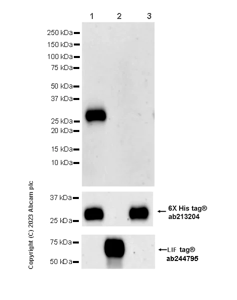 Western blot - Anti-Fibrillin 1 antibody [EPR27362-76] (AB314547)