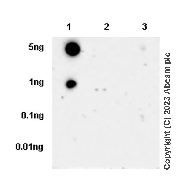 Dot Blot - Anti-Fibrillin 1 antibody [EPR27362-78] - BSA and Azide free (AB315385), expandable thumbnail