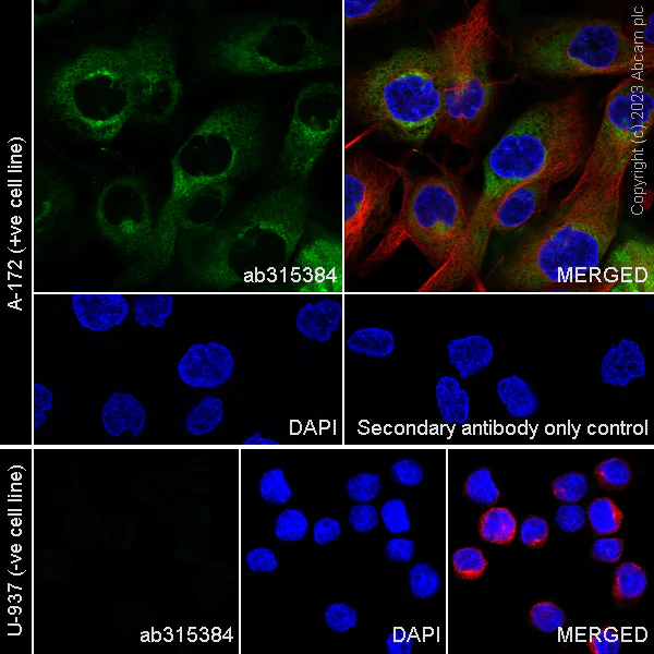 Immunocytochemistry/ Immunofluorescence - Anti-Fibrillin 1 antibody [EPR27362-78] - BSA and Azide free (AB315385)