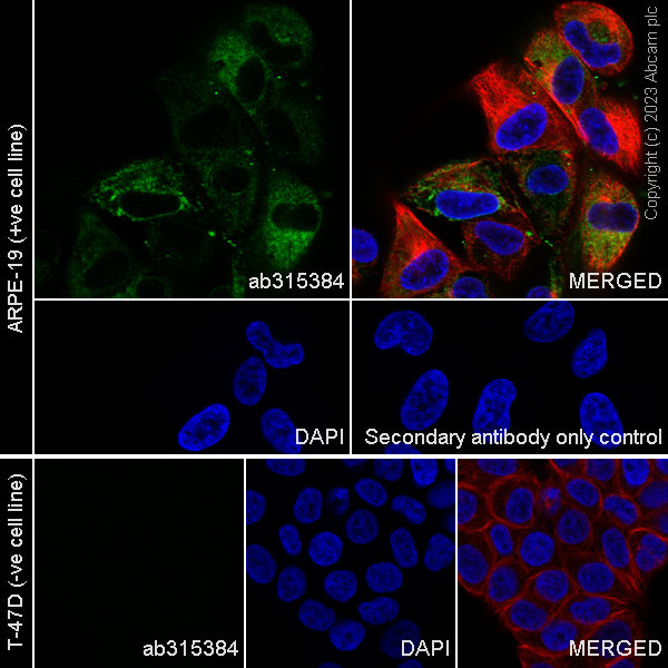 Immunocytochemistry/ Immunofluorescence - Anti-Fibrillin 1 antibody [EPR27362-78] - BSA and Azide free (AB315385), expandable thumbnail