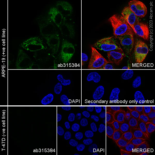 Immunocytochemistry/ Immunofluorescence - Anti-Fibrillin 1 antibody [EPR27362-78] - BSA and Azide free (AB315385)