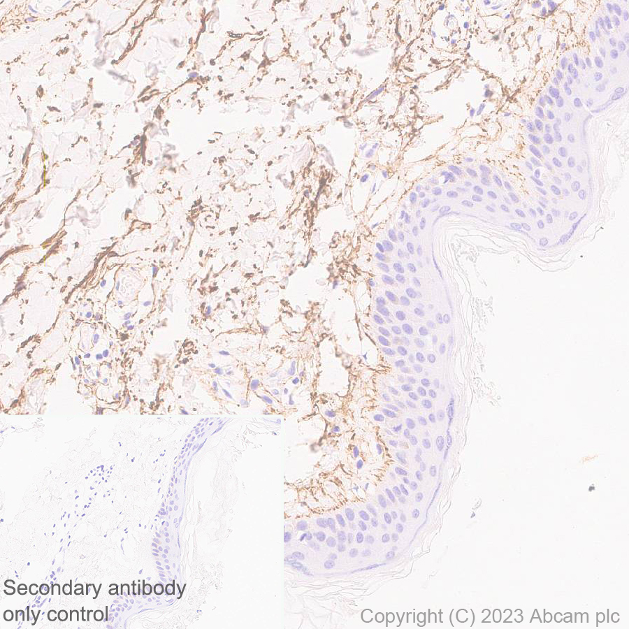 Immunohistochemistry (Formalin/PFA-fixed paraffin-embedded sections) - Anti-Fibrillin 1 antibody [EPR27362-78] - BSA and Azide free (ab315385), expandable thumbnail
