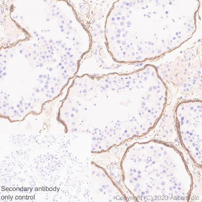 Immunohistochemistry (Formalin/PFA-fixed paraffin-embedded sections) - Anti-Fibrillin 1 antibody [EPR27362-78] - BSA and Azide free (AB315385)