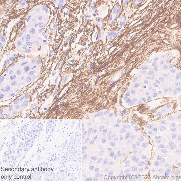 Immunohistochemistry (Formalin/PFA-fixed paraffin-embedded sections) - Anti-Fibrillin 1 antibody [EPR27362-78] - BSA and Azide free (AB315385)