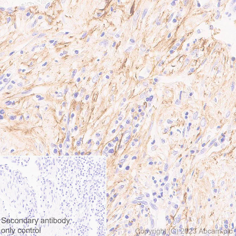 Immunohistochemistry (Formalin/PFA-fixed paraffin-embedded sections) - Anti-Fibrillin 1 antibody [EPR27362-78] - BSA and Azide free (AB315385)
