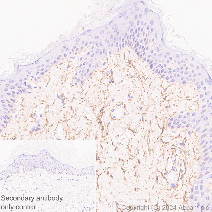Immunohistochemistry (Formalin/PFA-fixed paraffin-embedded sections) - Anti-Fibrillin 1 antibody [RM1179] (ab317580), expandable thumbnail