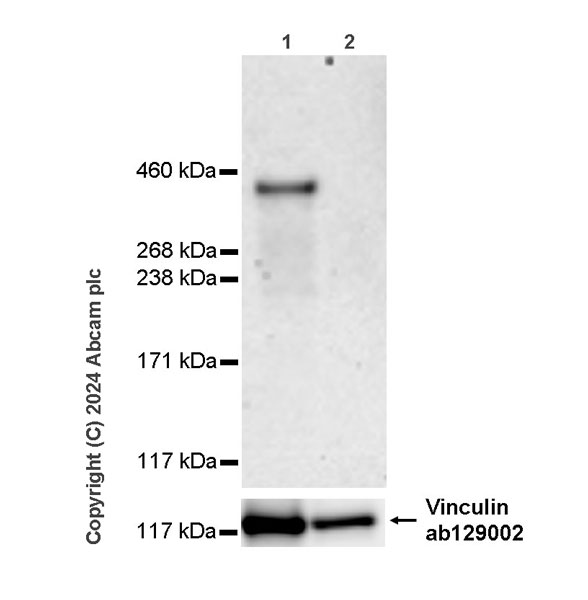 Western blot - Anti-Fibrillin 1 antibody [RM1179] (AB317580), expandable thumbnail