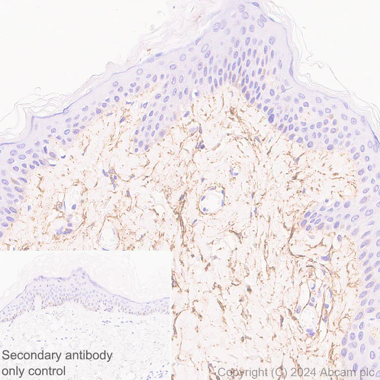 Immunohistochemistry (Formalin/PFA-fixed paraffin-embedded sections) - Anti-Fibrillin 1 antibody [RM1179] - BSA and Azide free (AB317581)