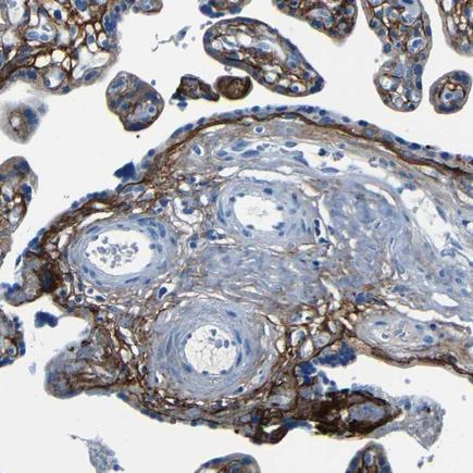 Immunohistochemistry (Formalin/PFA-fixed paraffin-embedded sections) - Anti-Fibrillin 2 antibody (AB224256)