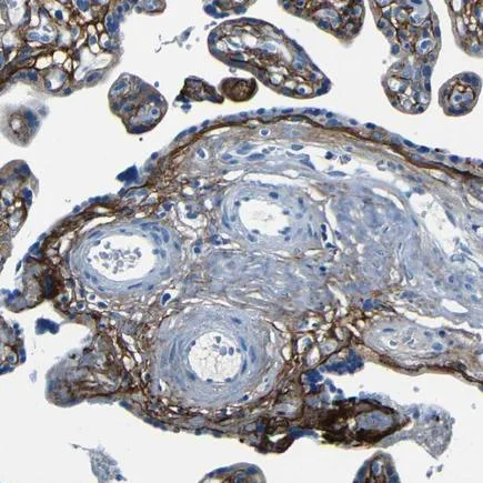 Immunohistochemistry (Formalin/PFA-fixed paraffin-embedded sections) - Anti-Fibrillin 2 antibody (AB224256)
