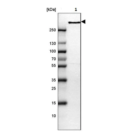 Western blot - Anti-Fibrillin 2 antibody (AB224256)